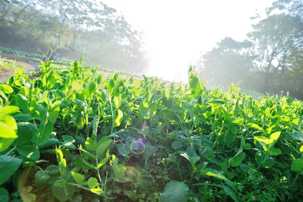 绿豌豆植物在日出田生长 — 图库照片
