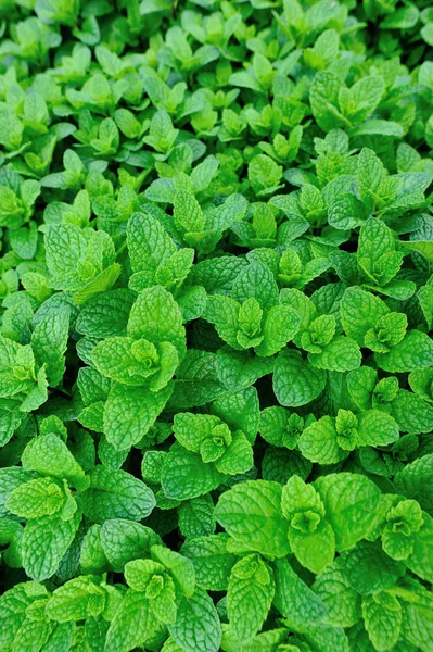 Dense Mint Plants Growing Vegetable Garden — Stock Photo, Image