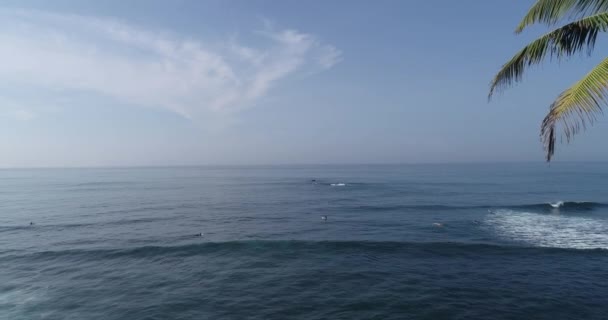 Palmiers sur une colline ensoleillée en bord de mer   