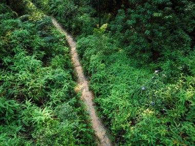 Tropikal ormanda saklanan patikanın havadan görünümü  