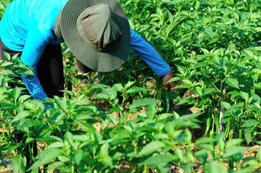 Çiftçi sebze bahçesinde yeşil biber topluyor.