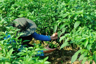 Çiftçi sebze bahçesinde yeşil biber topluyor.