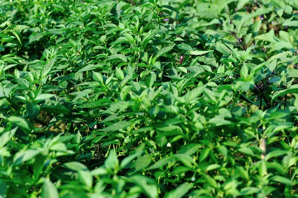 Grüne Chilipflanzen Wachsen Gemüsegarten — Stockfoto
