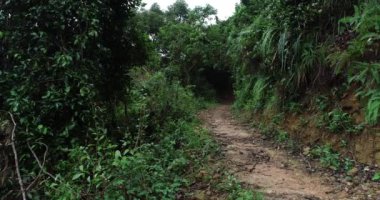 tropikal orman izi üzerinde çalışan ultra maraton Runner