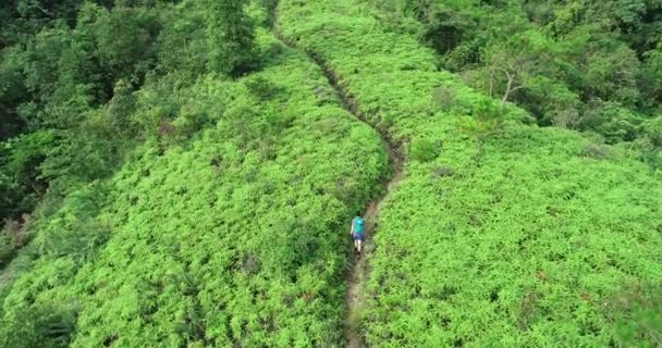 Sportswoman Backpack Hiking Tropical Forest Trail — Stock Video