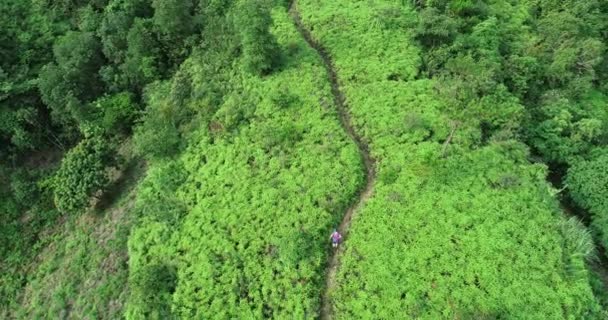 Sportswoman Backpack Hiking Tropical Forest Trail — Stock Video