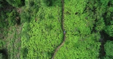 tropikal orman yolda sırt çantası yürüyüş ile sporcu