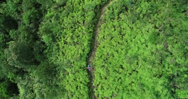 Спортсменка Рюкзаком Йде Тропічній Лісовій Стежці — стокове відео