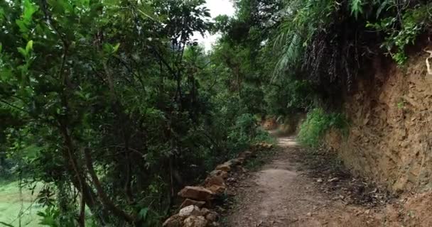 Vista Della Foresta Verde Tranquilla Con Sentiero — Video Stock