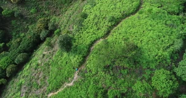熱帯林トレイルでのバックパックハイキングを持つスポーツウーマン — ストック動画