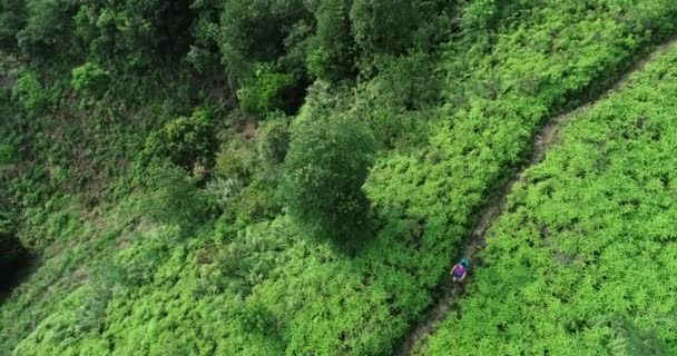 Tropikal Orman Yolda Sırt Çantası Yürüyüş Ile Sporcu — Stok video