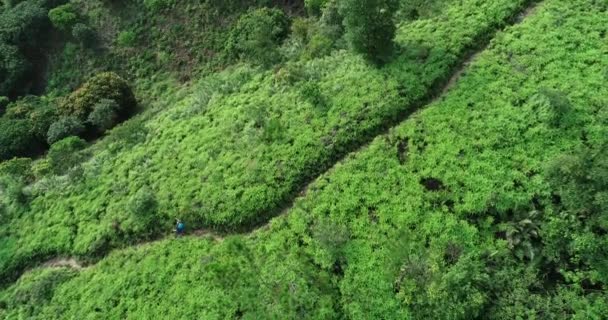 女运动员与背包徒步旅行的热带森林小径 — 图库视频影像