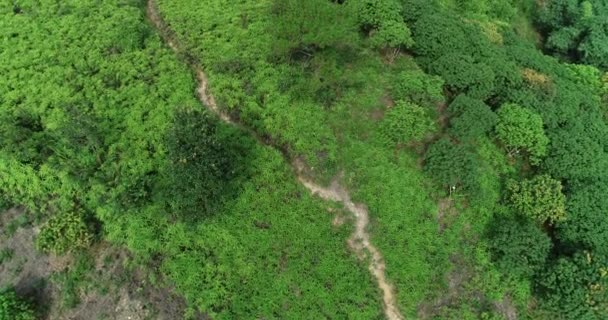 Vista Della Foresta Verde Tranquilla Con Sentiero — Video Stock