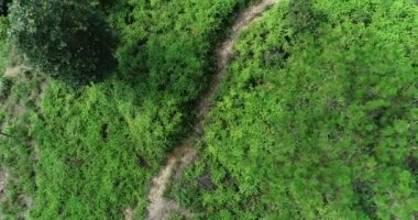 Patika ile yeşil huzurlu ormanın görünümü