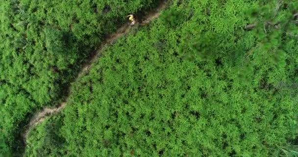 Бегущий Тропическим Лесным Тропам Ультрамарафонский Бегун — стоковое видео