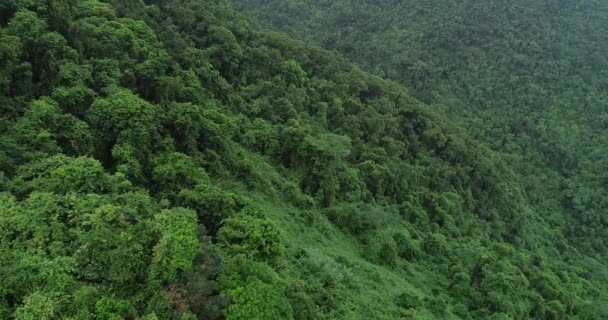 Vista Foresta Verde Dall Alto — Video Stock