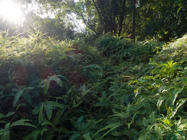 Vue Aérienne Des Montagnes Avec Forêts Tropicales Denses Vertes Brouillard — Photo