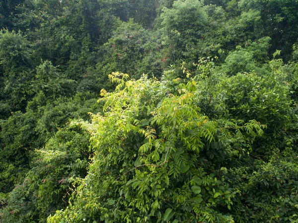Widok Lotu Ptaka Góry Zielonymi Gęsto Tropikalnymi Lasami Deszczowymi — Zdjęcie stockowe
