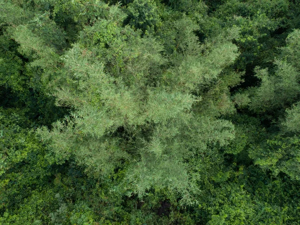 热带雨林竹树鸟瞰图 — 图库照片