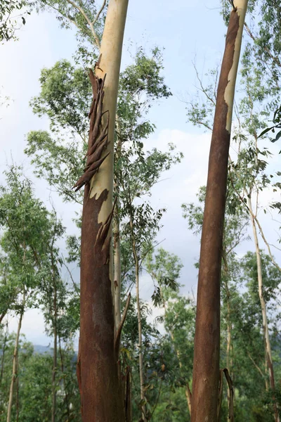 Drzewa Eukaliptusowe Lasach Tropikalnych Mountians — Zdjęcie stockowe