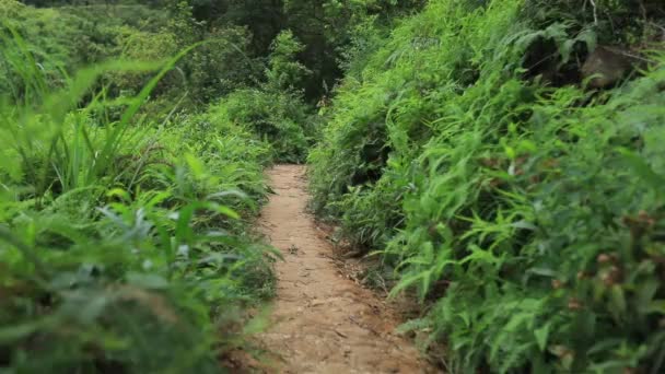 Corredor Ultra Maratón Mujer Corriendo Por Sendero Selva Tropical — Vídeos de Stock