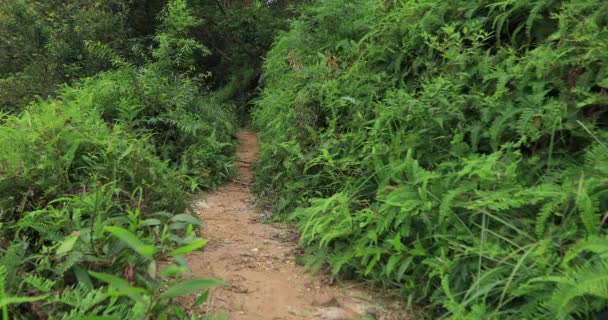 Woman Ultra Marathon Runner Running Tropical Rainforest Trail — Stock Video