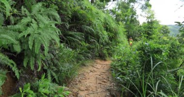 Tropik yağmur ormanları parkurunda koşan kadın ultra maraton koşucusu