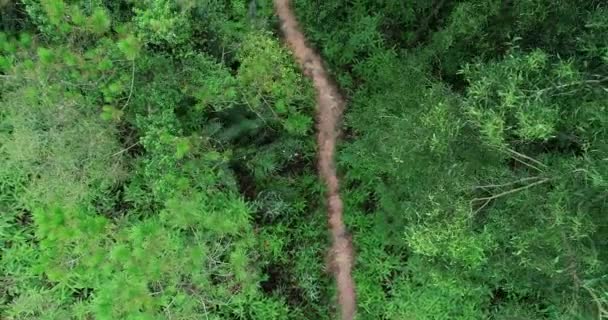 Vista Aérea Mujer Corredor Ultra Maratón Corriendo Por Sendero Selva — Vídeo de stock