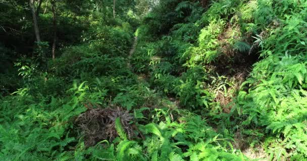 Vrouw Ultra Marathon Runner Uitgevoerd Tropisch Regenwoud Trail — Stockvideo