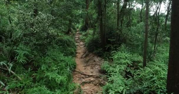 Femme ultra marathon coureur sur le sentier de la forêt tropicale 