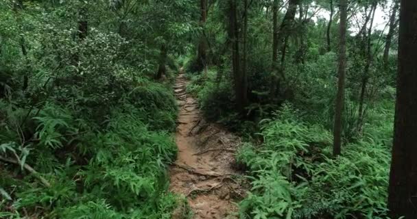 Corredor Ultra Maratón Mujer Corriendo Por Sendero Selva Tropical — Vídeos de Stock