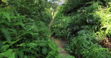 Tropik yağmur ormanları parkurunda koşan kadın ultra maraton koşucusu