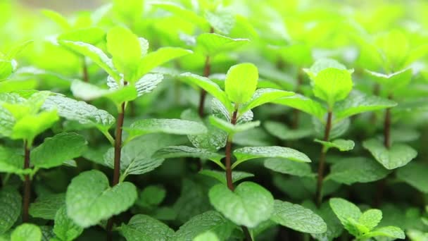 Green mint leaves — Stock Video