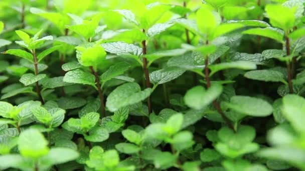 Green mint leaves — Stock Video