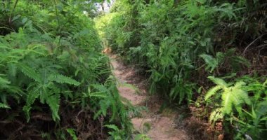 Tropik yağmur ormanları parkurunda koşan kadın ultra maraton koşucusu