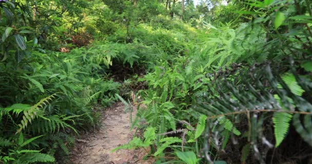 Corredor Ultra Maratón Mujer Corriendo Por Sendero Selva Tropical — Vídeos de Stock