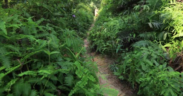 Kobieta Ultra Maratończyk Bieganie Szlaku Tropikalnego Lasu Deszczowego — Wideo stockowe