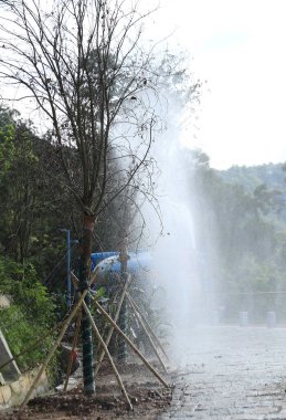 Bahçıvan yol kenarında hortum ile ağaçları sulama