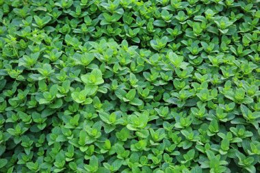 Sebze bahçesinde büyüyen yoğun nane bitkisi