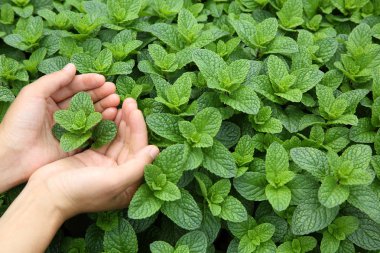 Sebze bahçesinde büyüyen Nane bitkiile Kadın elleri 