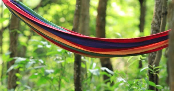 Empty Hammock Hanging Green Rainforest Summertime — Stock Video