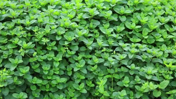 Daun mint hijau — Stok Video