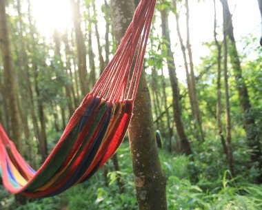 Tropik yağmur ormanlarında asılı renkli hamak 