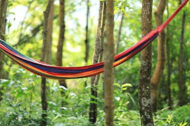 Tropik yağmur ormanlarında asılı renkli hamak 