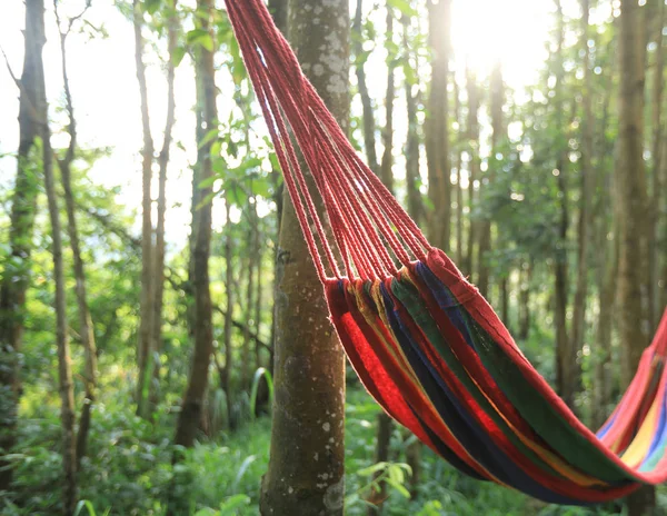 Colorida Hamaca Colgando Selva Tropical — Foto de Stock