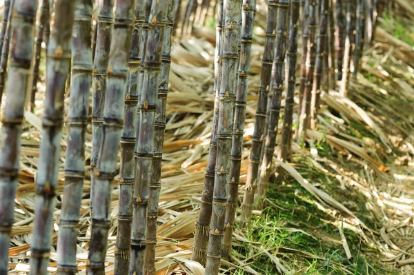 Suikerriet Planten Groei Veld — Stockfoto