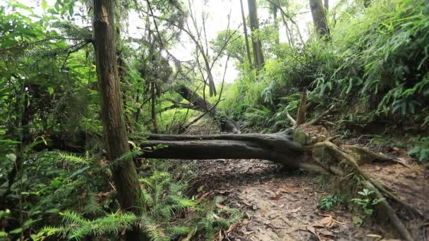 Corredor Ultra Maratón Mujer Corriendo Pista Selva Tropical Cámara Lenta — Vídeos de Stock