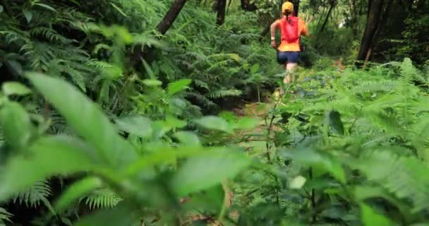 Vrouw Ultra Marathon Runner Uitgevoerd Tropisch Regenwoud Trail — Stockvideo