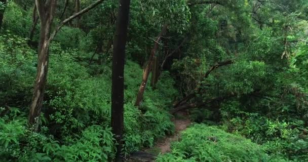 熱帯雨林トレイルを走る女性ウルトラマラソンランナー — ストック動画