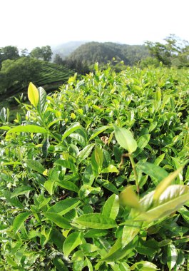 Bahar dağlarında yeşil çay ağaçları